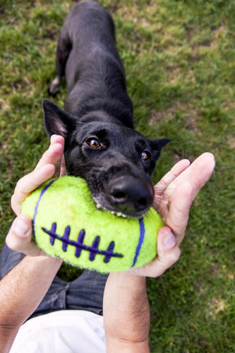 KONG AirDog Squeaker Football Dog Toy