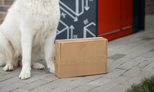 Dog next to delivered mail