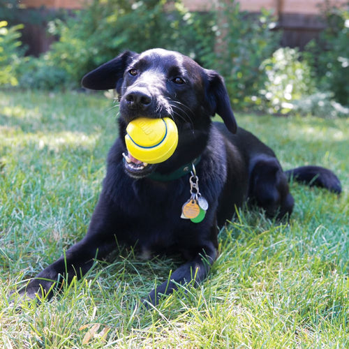 Kong Squeez Tennis Ball Dog Toy 2 pack