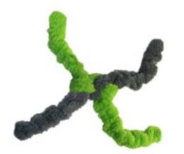 Cycle Dog Duraplush Springy Thing Dog Toy