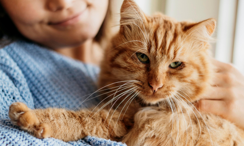 Owner with cat