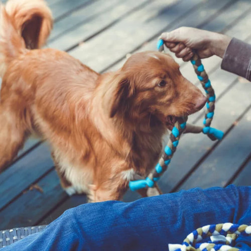 Knots of Fun Follow-Me Dog Toy