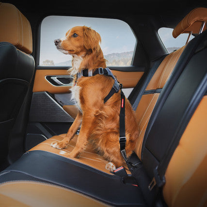 EzyDog Click ISOFIX Dog Seat Belt