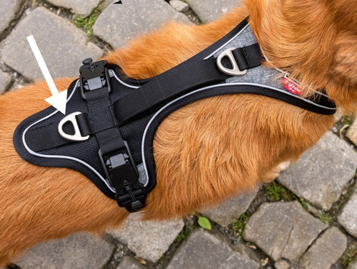 Curli Magnetic Belka Comfort Dog Harness