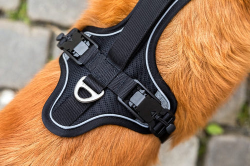 Curli Magnetic Belka Comfort Dog Harness