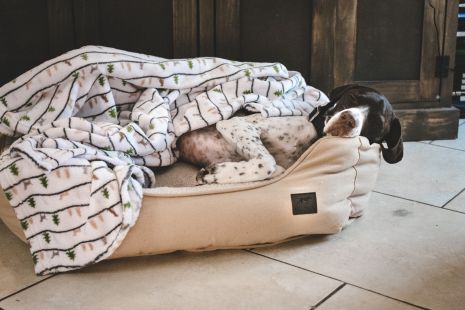 Tall Tails' Dream Chaser Charcoal Bolster Bed